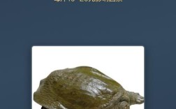 甲鱼价格一斤多少钱？