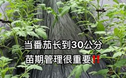 农广天地番茄种植技术有哪些关键步骤能提升产量与品质？