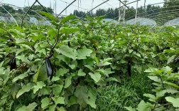 新建大棚茄子咋种好？关键技术是啥？