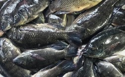 海水罗非鱼如何高效养殖？