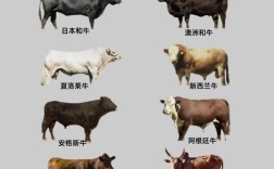 育肥牛选什么品种最划算？生长速度、出肉率、饲料成本哪个因素更重要？