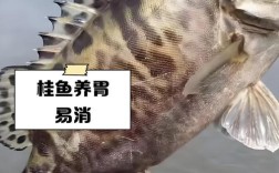 2025年桂花鱼价格会涨还是跌？