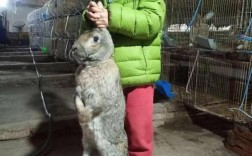 2025年獭兔种苗价格会涨还是跌？