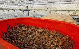 家小龙虾养殖技术视频，新手能学会吗？