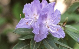 高山杜鹃最珍贵品种是哪一种？