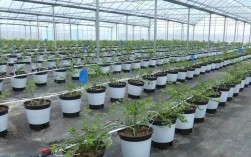 大棚蓝莓种植技术关键点是什么？