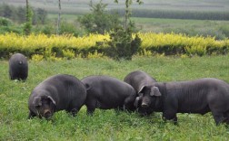 里盆黑猪养殖技术有哪些关键点？