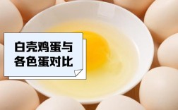 白壳鸡蛋是哪个鸡品种下的？