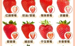 哪种草莓品种好种？附图片对比。
