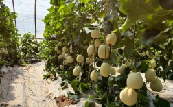 春季大棚甜瓜如何高产栽培？