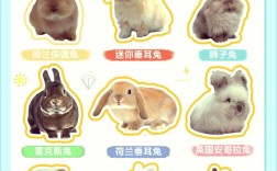 养什么品种的兔子好些？