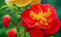 最名贵的花品种有哪些？