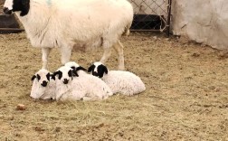 苏尼特羊品种品质与口感如何？