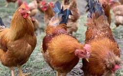 土鸡品种那么多，到底选哪种好？