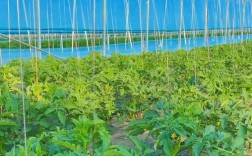 西红柿先进管理技术有哪些关键要点？