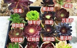 多肉法师哪个品种最值得养？