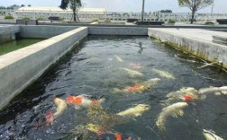 土塘锦鲤养殖技术视频有哪些要点？