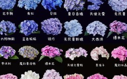 绣球花品种多，哪些常见又好养？