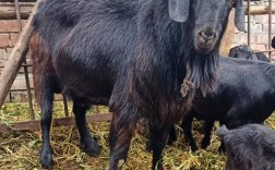 最值钱的山羊品种是哪个？