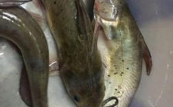 江苏优质鮰鱼苗品种有哪些推荐？