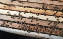 中蜂品种图片及价格多少？