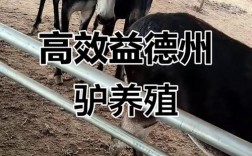 中国最大肉驴品种是哪个？