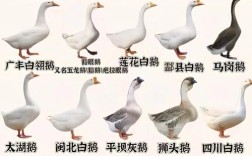 大种鹅与小品种鹅区别在哪？