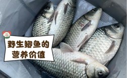 成都鲫鱼批发价现在啥行情？