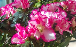 杜鹃花什么颜色品种最好看？