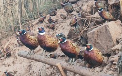 七彩山鸡雏鸡养殖技术要点有哪些？