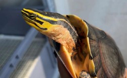 2025年安布闭壳龟价格会涨还是跌？