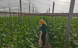 大棚南瓜种植技术视频，关键要点有哪些？