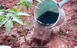 西红柿结果期该怎么施肥？