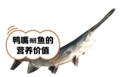 什么品种鸭嘴鱼游动性强？