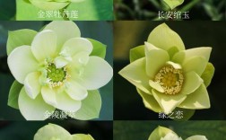 什么碗莲品种最好养活？