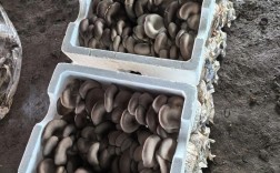 谷壳栽培平菇如何实现高产？