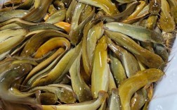 广西鲶鱼批发价现在多少钱一斤？