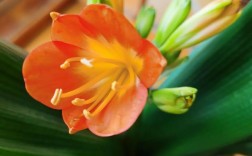 君子兰红花是什么品种