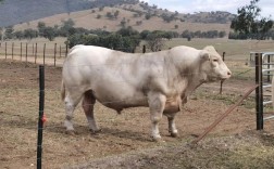 当前哪些牛品种最值得养殖？