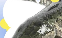 庭院黑鱼养殖技术视频，怎么养才高效？