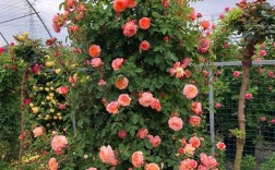 勤花月季四季开，品种咋选？