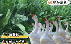 牧草发酵养鹅技术视频