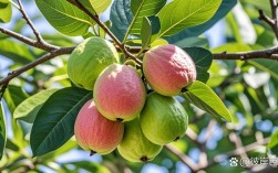 哪些水果品种种植周期短，能快速收获？