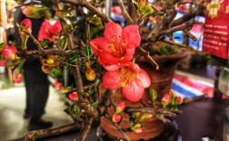 海棠花最珍贵品种是哪一种？