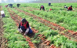胡萝卜高产种植技术视频有哪些要点？