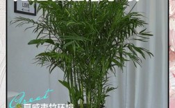 竹子的品种和养殖方法