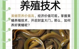 黄鳝养殖技术视频，新手怎么学？