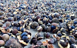 茶叶种子什么品种好？