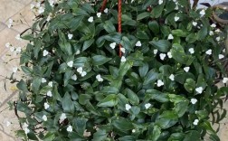 婚纱吊兰有哪些常见品种？