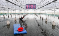 央视小龙虾养殖技术有哪些关键要点？